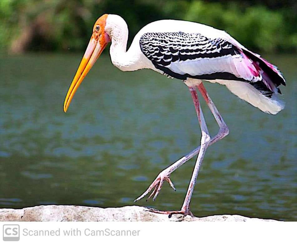 Hotel Lagoon Birds - Tangalle Exterior foto